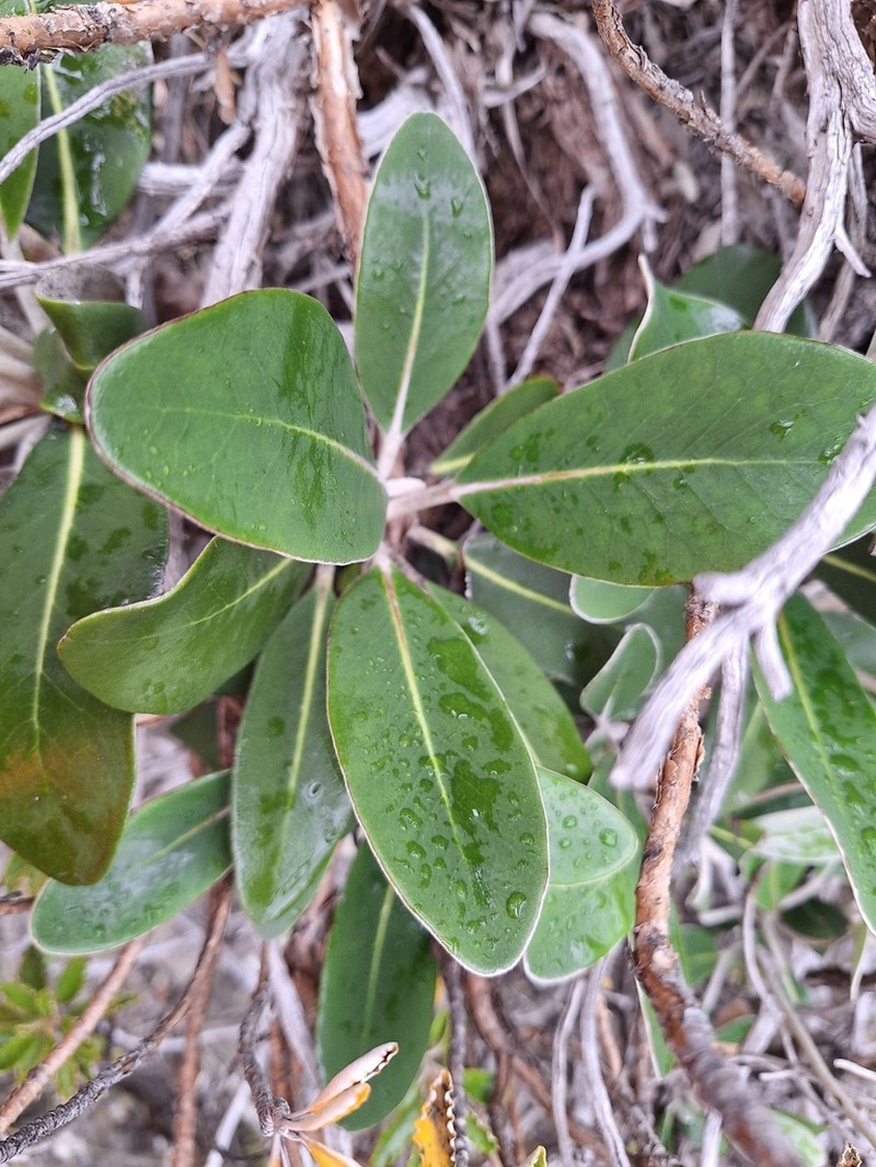 Pachystegia hesperia photo 6