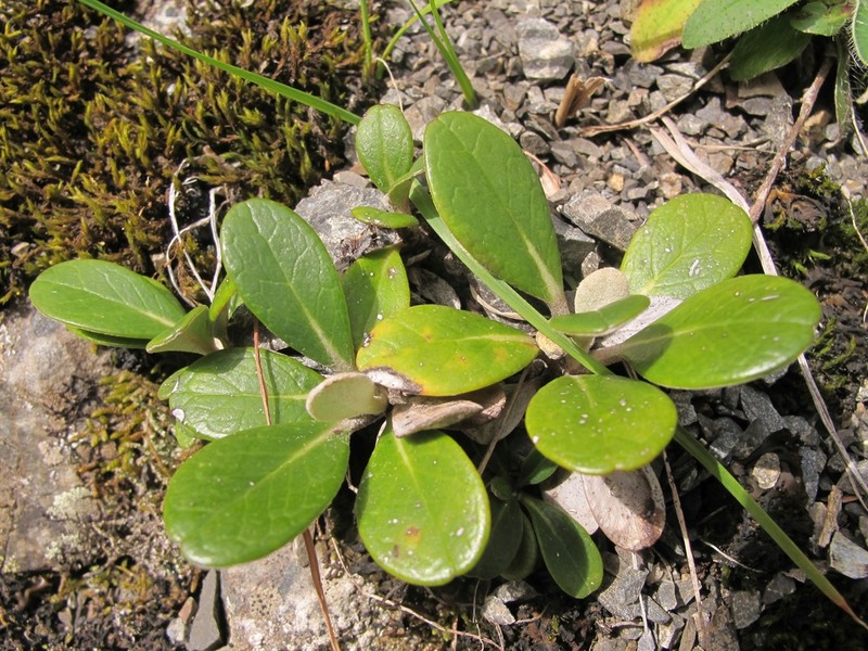 Pachystegia hesperia photo 7