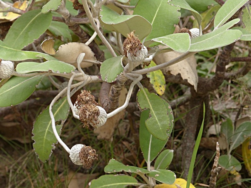 Pachystegia hesperia photo 8
