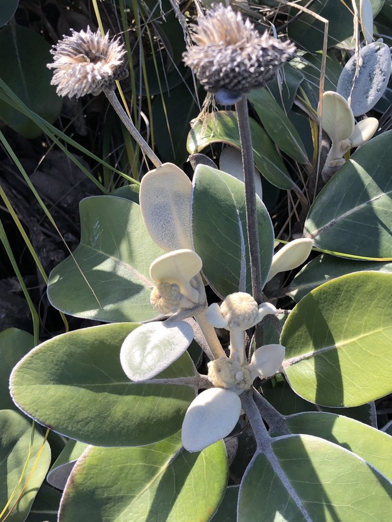 Pachystegia insignis