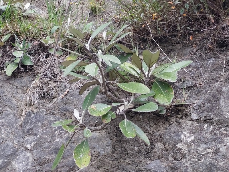 Pachystegia insignis photo 2