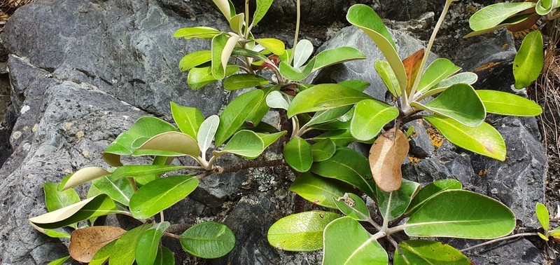 Pachystegia insignis photo 3