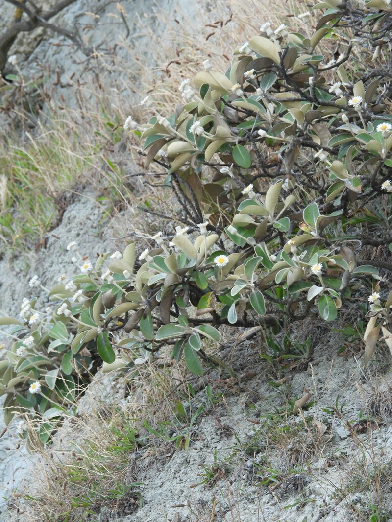 Pachystegia insignis photo 4