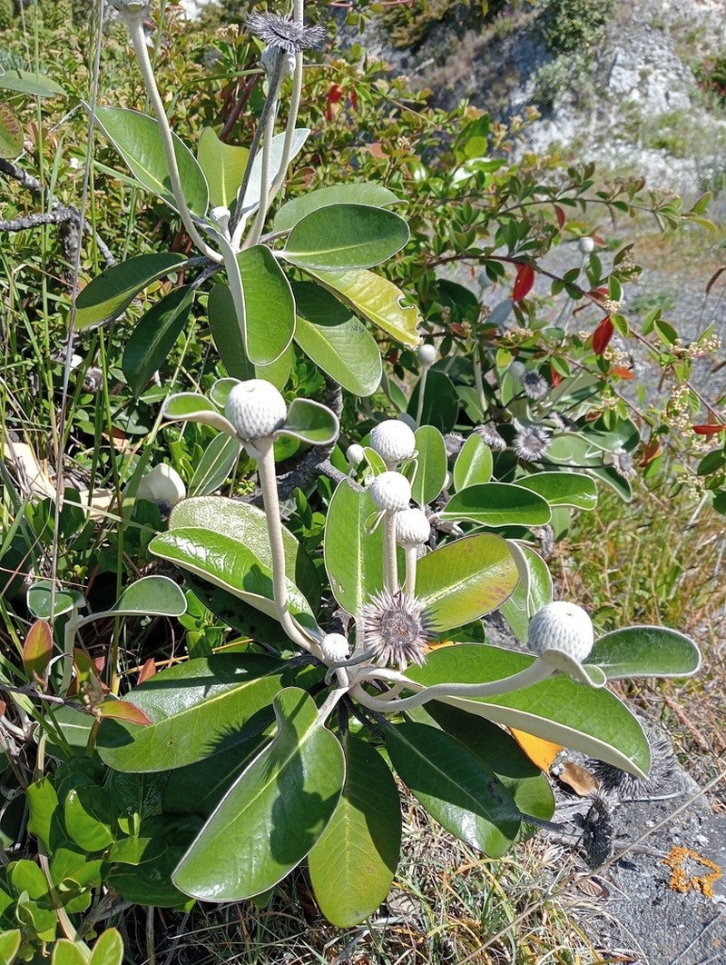 Pachystegia insignis photo 5