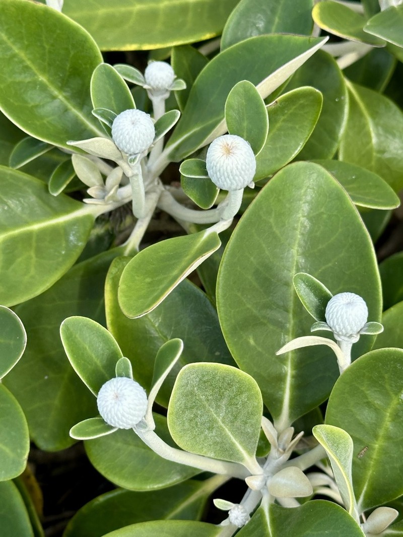 Pachystegia insignis photo 6