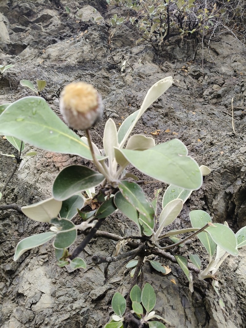 Pachystegia insignis photo 7