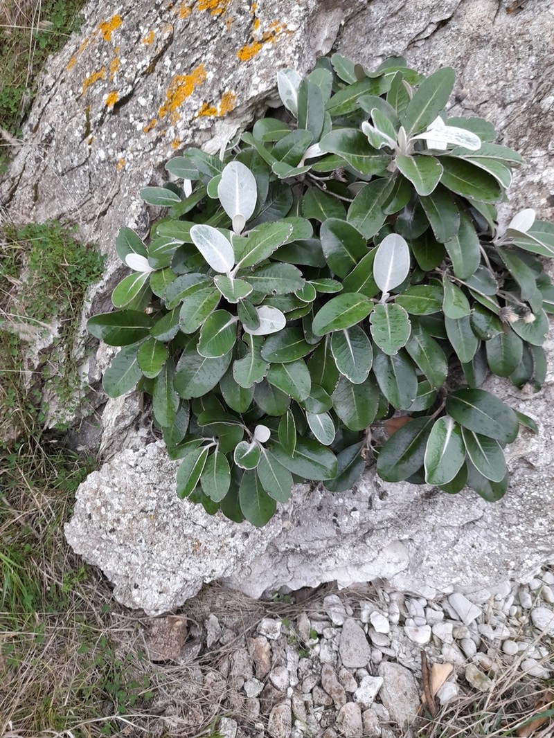 Pachystegia insignis photo 8