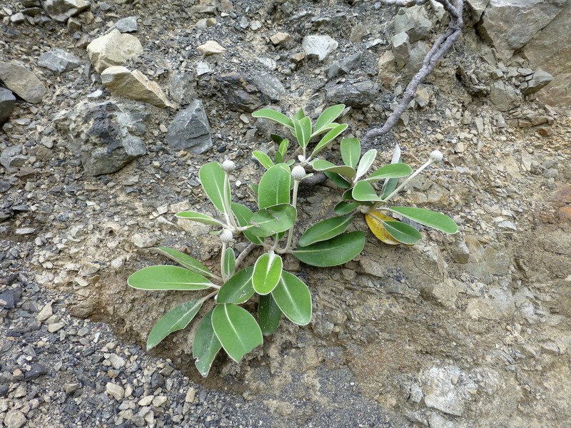 Pachystegia minor photo 3