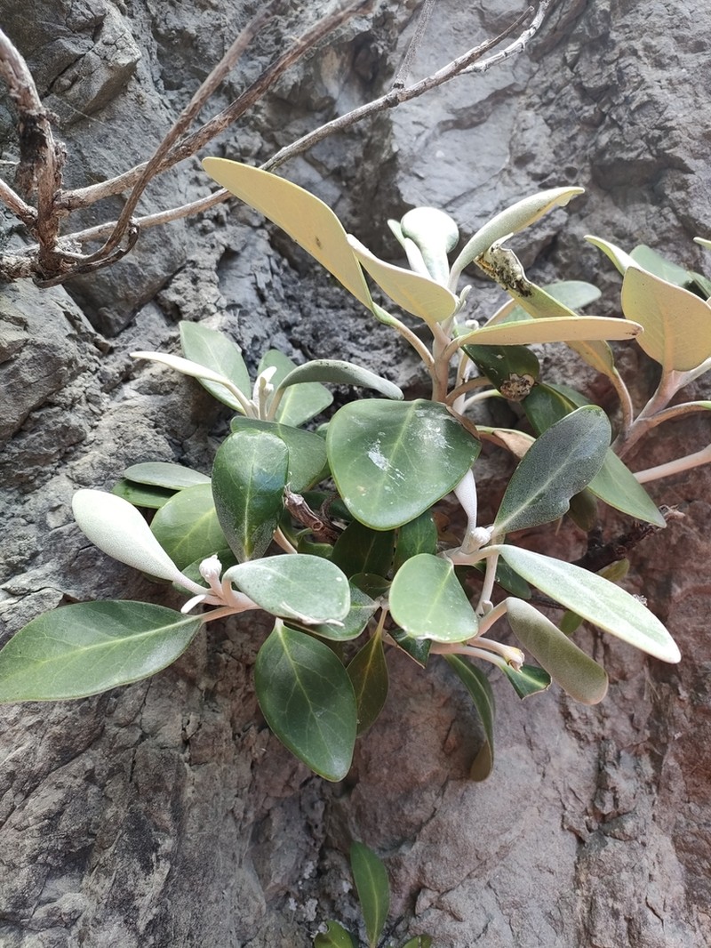 Pachystegia minor photo 4