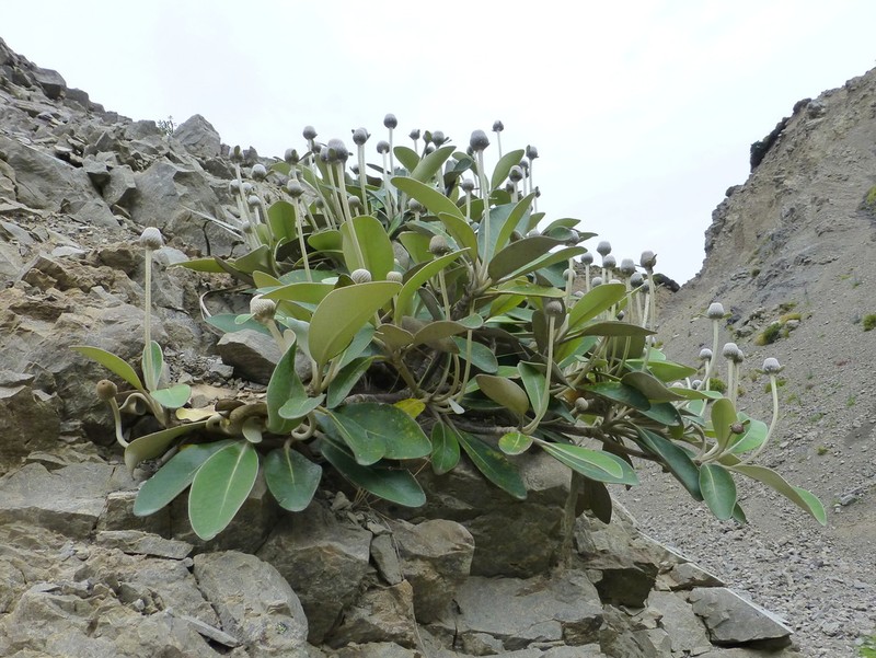 Pachystegia minor photo 5