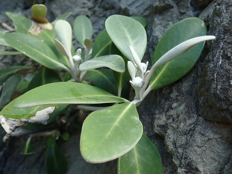 Pachystegia minor photo 6