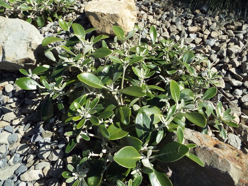 Pachystegia minor photo 7