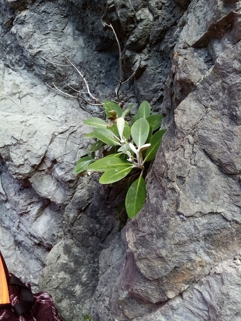 Pachystegia minor photo 8