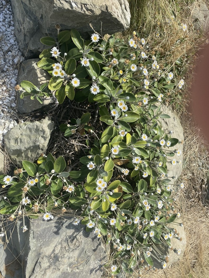 Pachystegia rufa photo 2