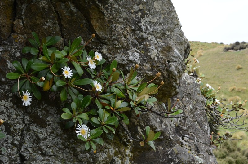 Pachystegia rufa photo 3