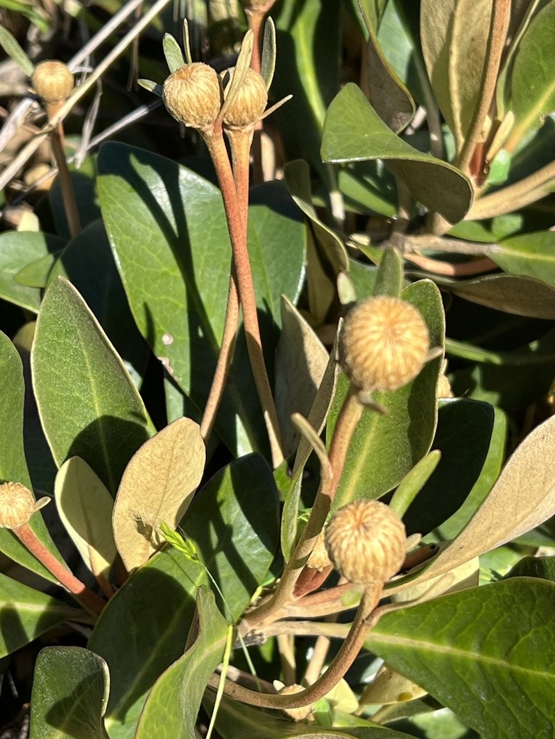 Pachystegia rufa photo 4