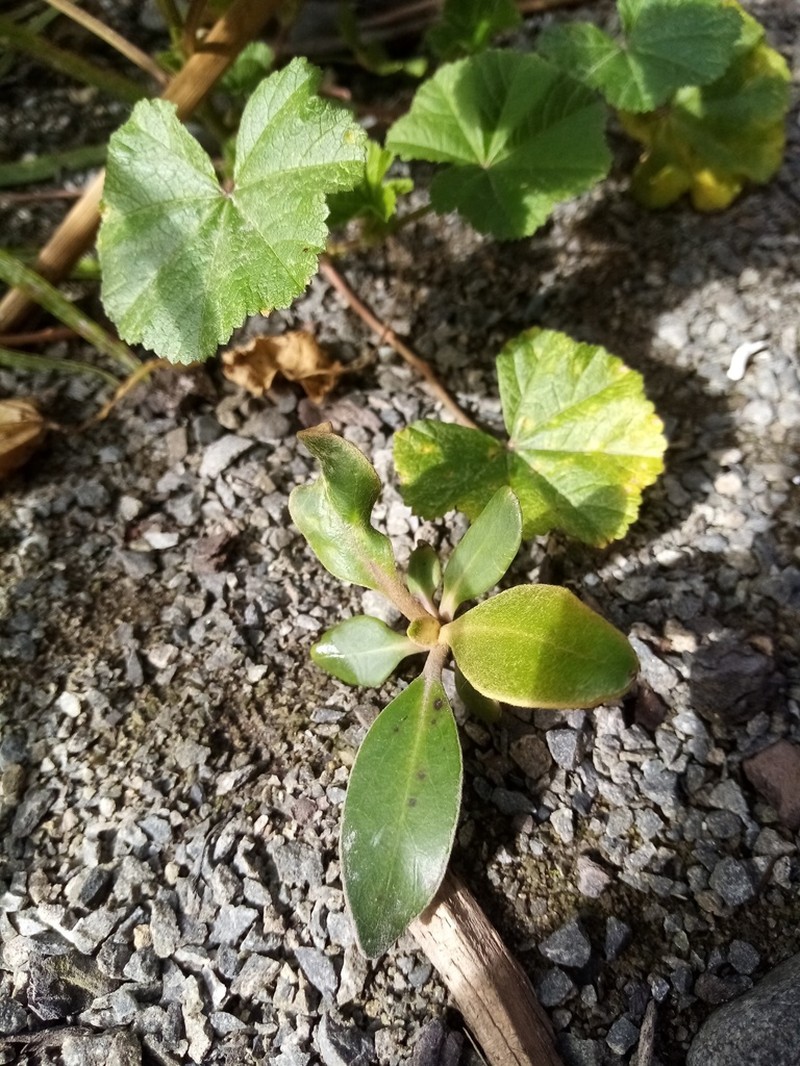 Pachystegia rufa photo 5