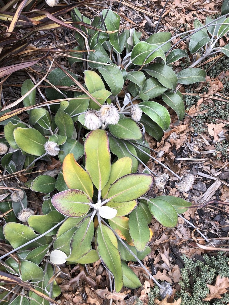 Pachystegia rufa photo 6