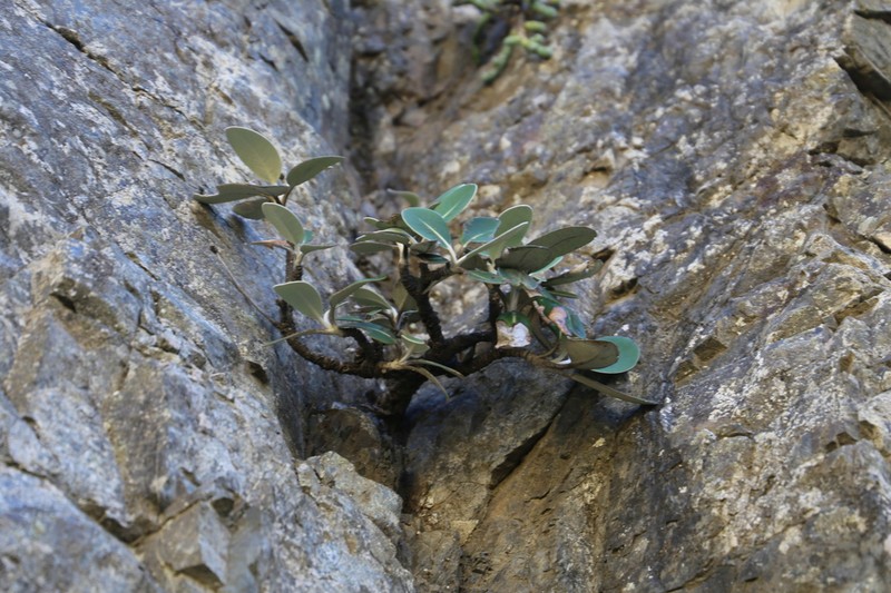 Pachystegia rufa photo 8