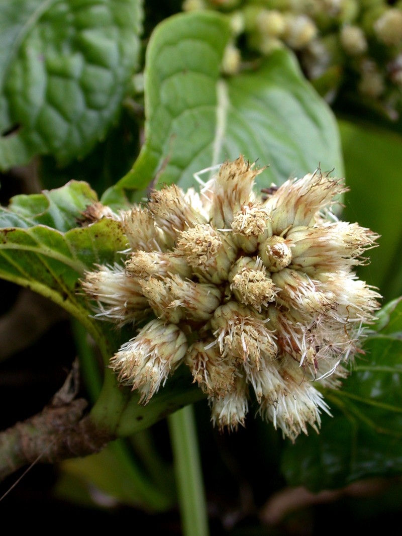 Pacifigeron indivisus