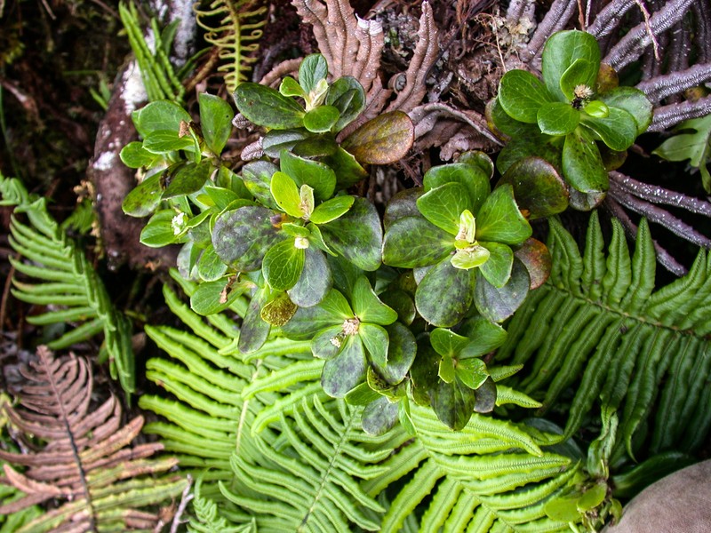 Pacifigeron rapensis photo 3