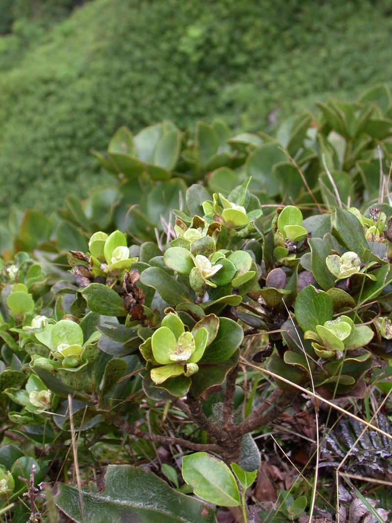 Pacifigeron rapensis photo 4