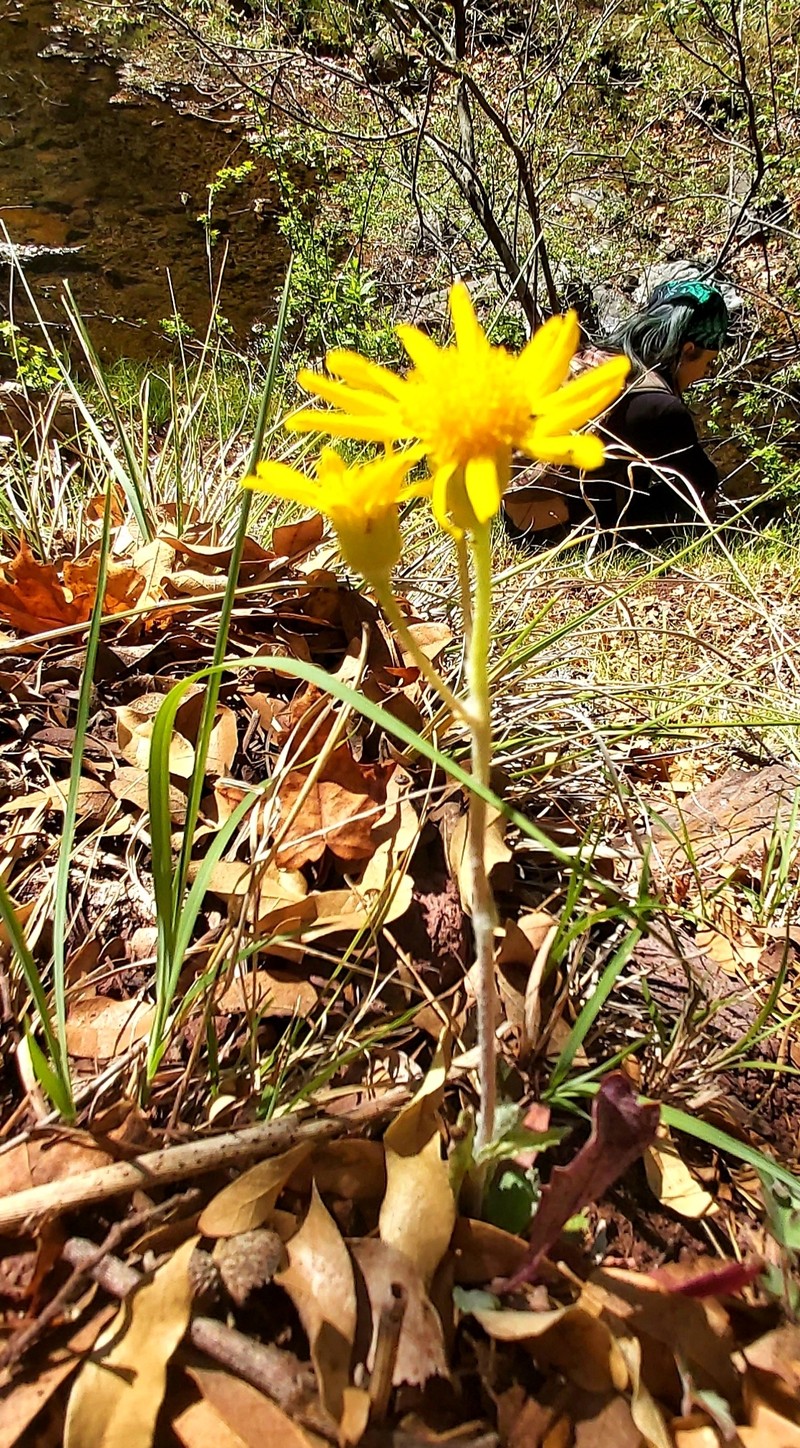 Flagstaff Ragwort