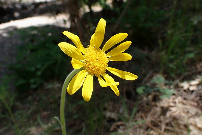 Flagstaff Ragwort photo 2
