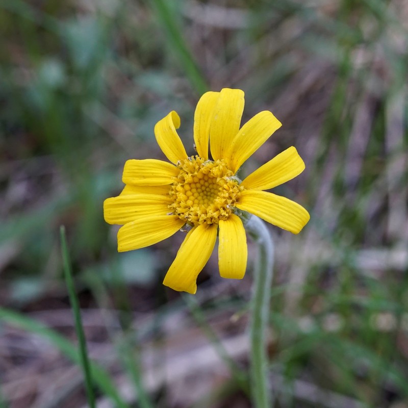 Flagstaff Ragwort photo 3
