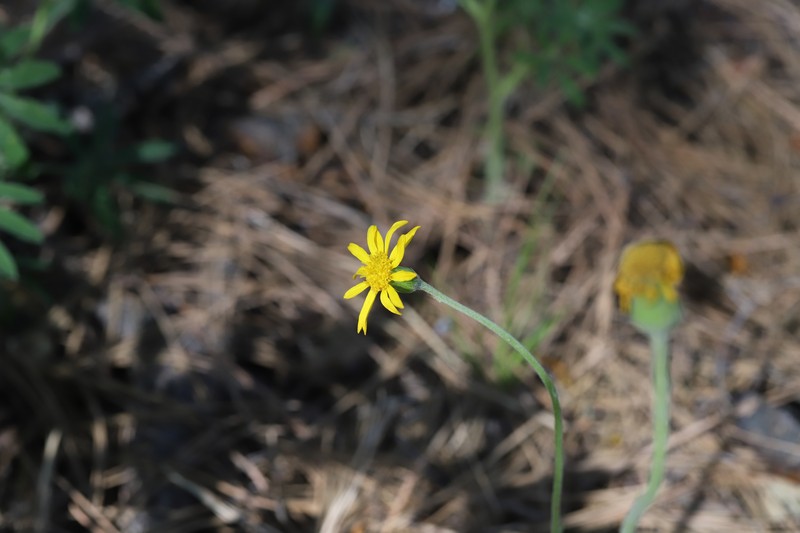 Flagstaff Ragwort photo 4