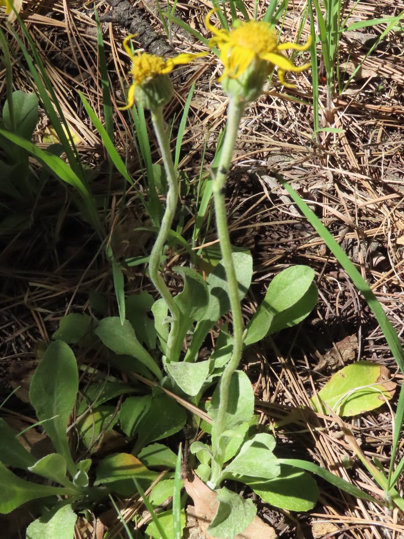 Flagstaff Ragwort photo 5