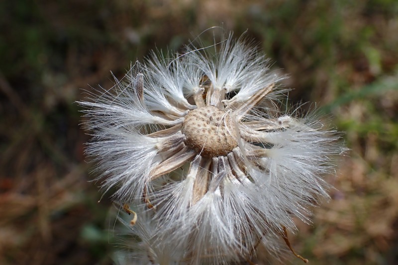 Flagstaff Ragwort photo 6