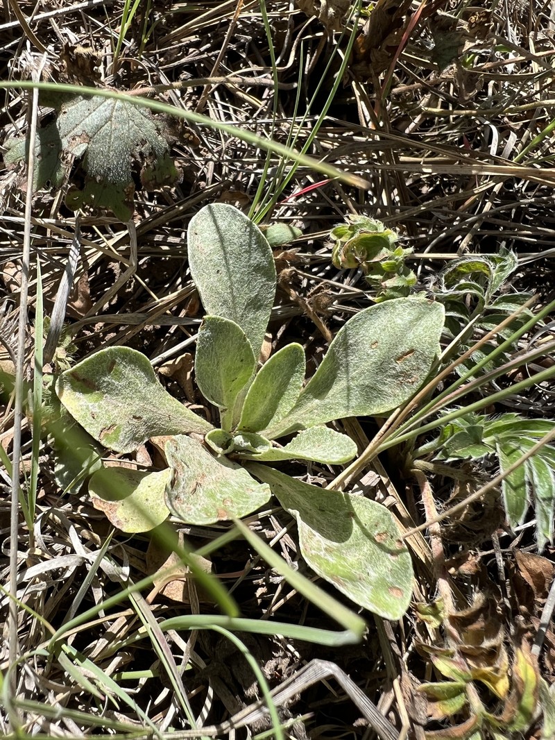 Flagstaff Ragwort photo 8
