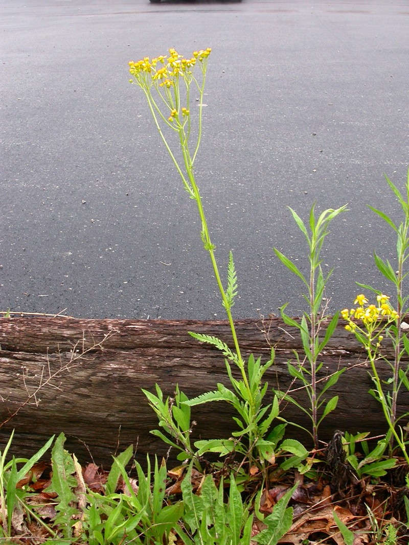 Small's Ragwort photo 2