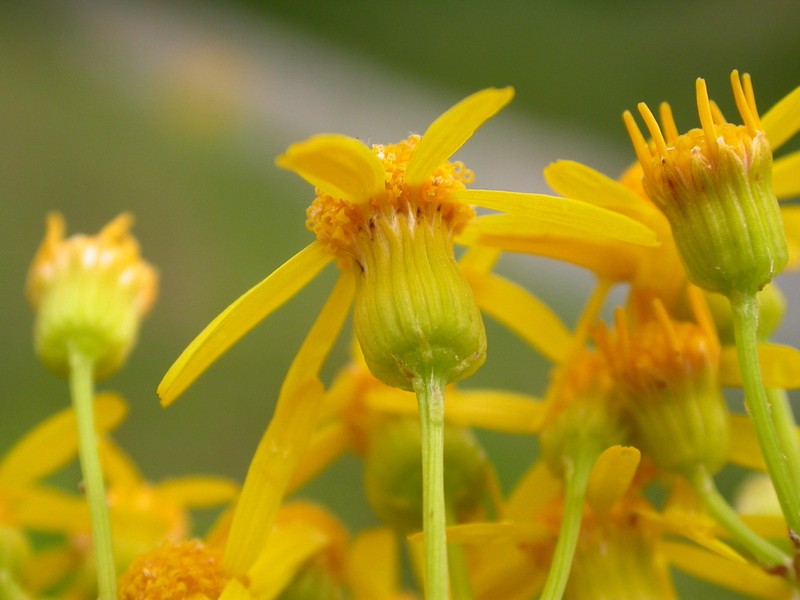 Small's Ragwort photo 3