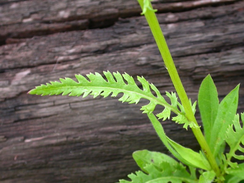 Small's Ragwort photo 4