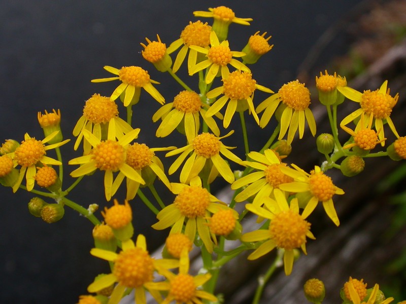 Small's Ragwort