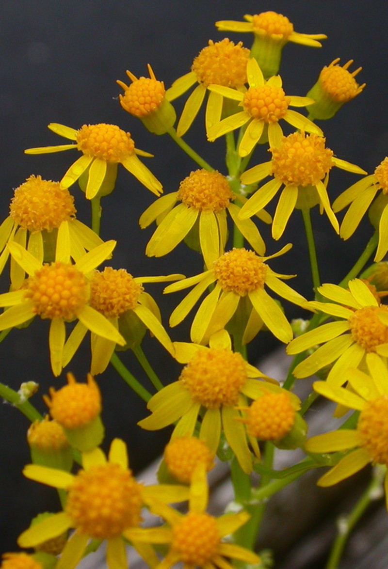 Small's Ragwort photo 5