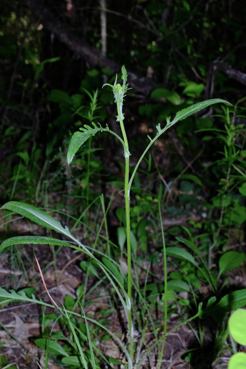Small's Ragwort photo 3