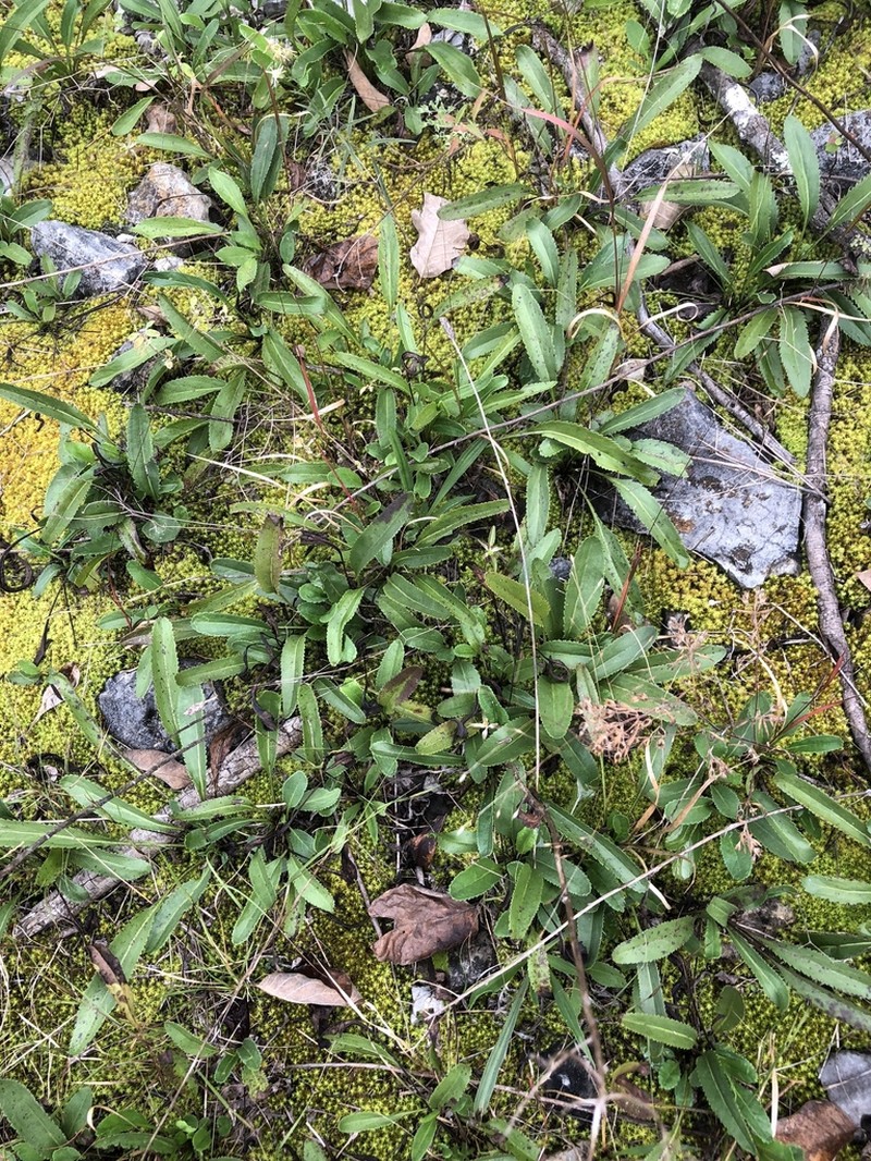 Small's Ragwort photo 5