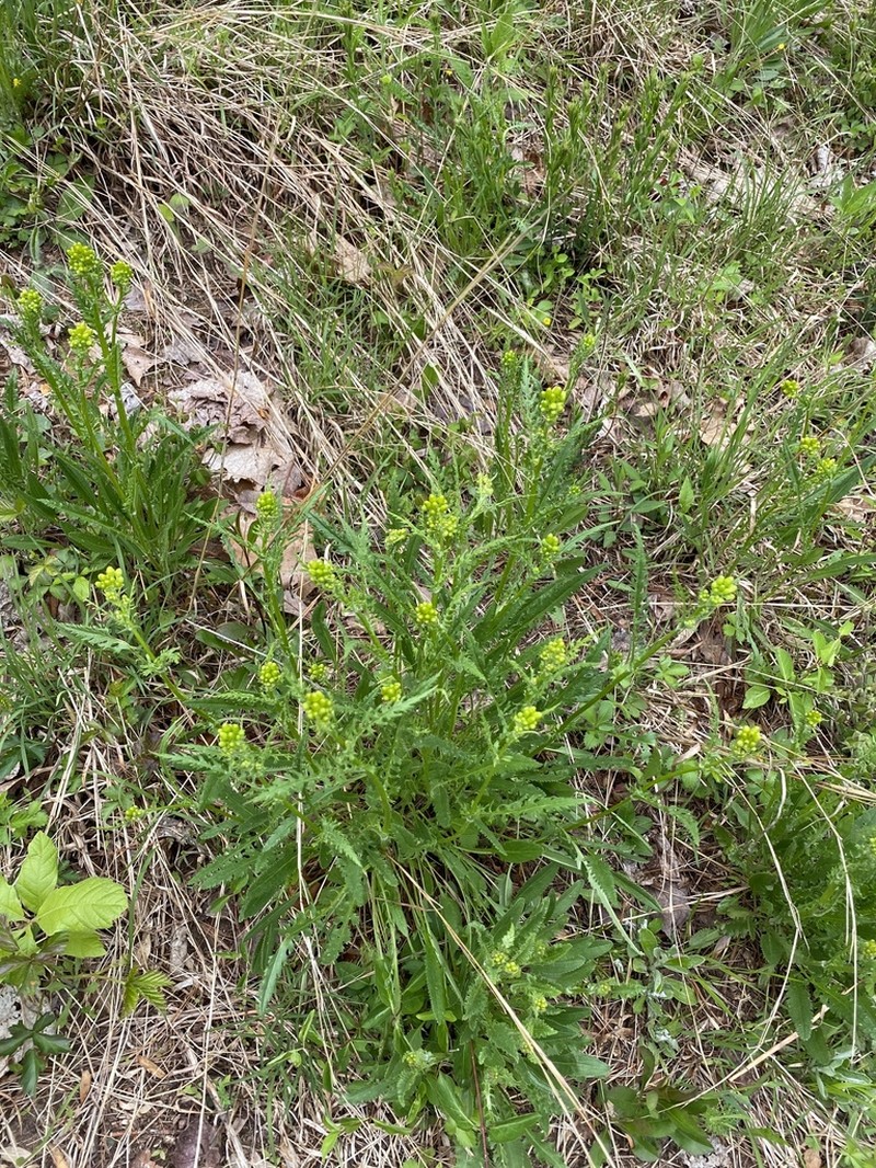 Small's Ragwort photo 6
