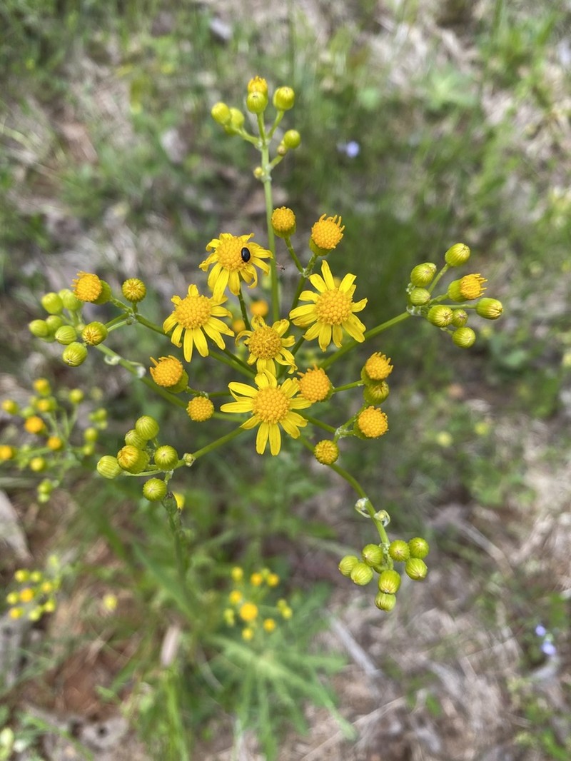 Small's Ragwort photo 7