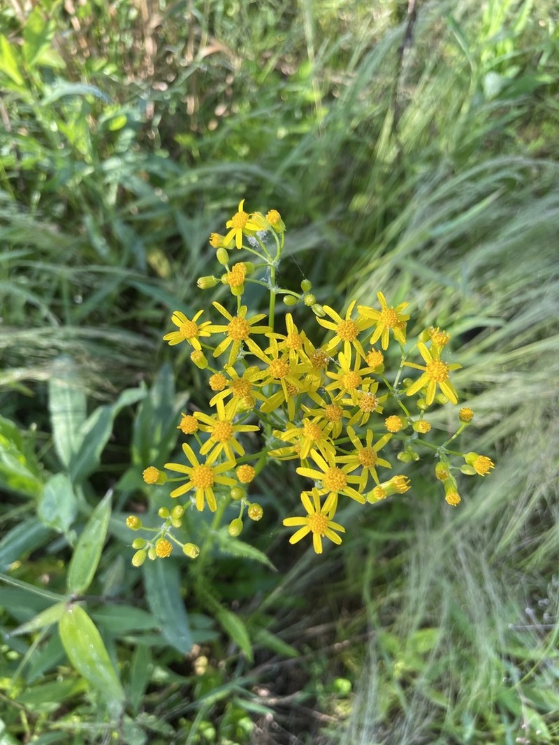 Small's Ragwort photo 8