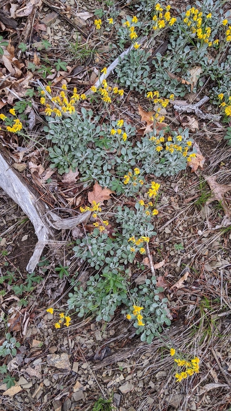 Shale Barren Ragwort