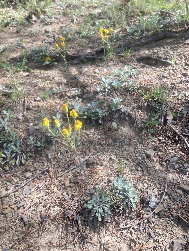 Shale Barren Ragwort photo 2