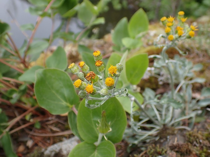 Shale Barren Ragwort photo 4