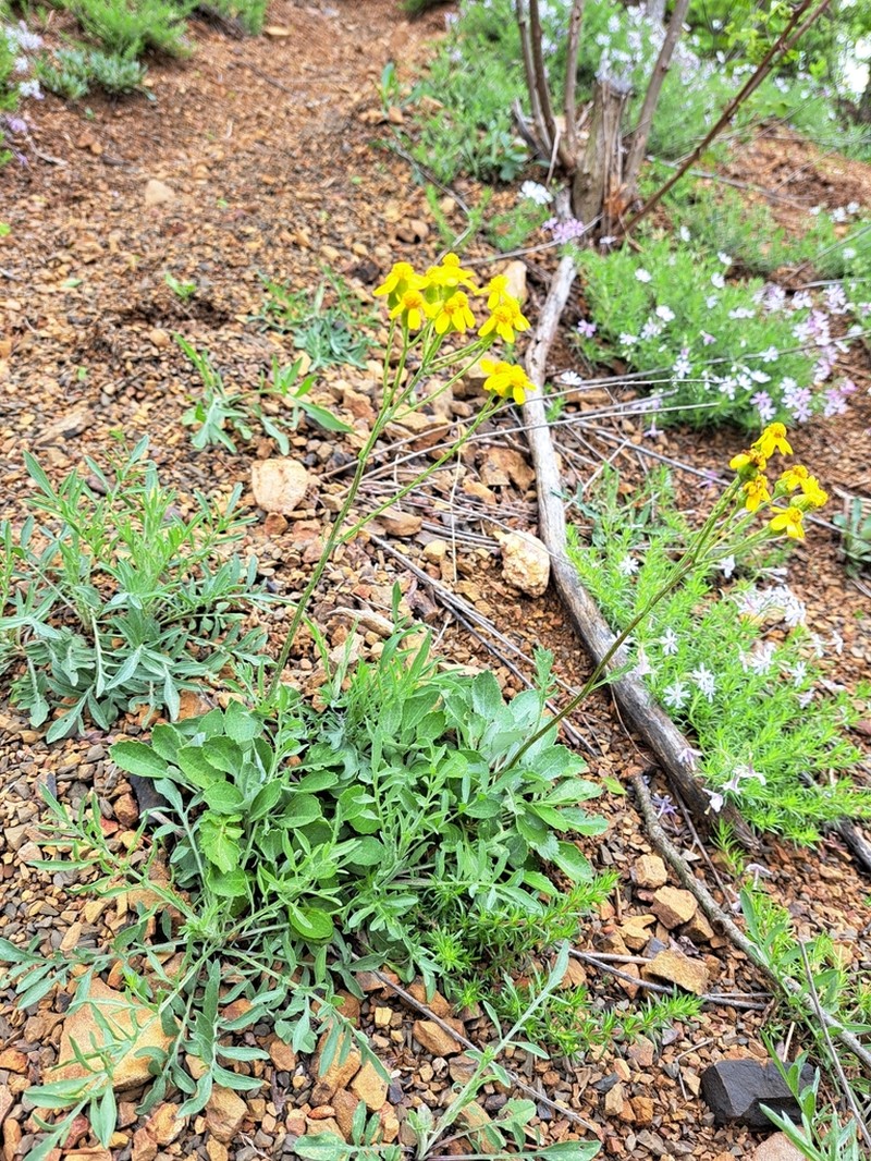 Shale Barren Ragwort photo 5
