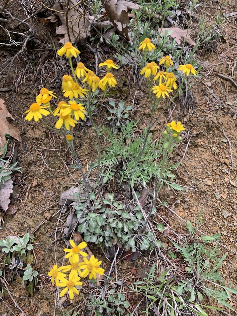 Shale Barren Ragwort photo 6