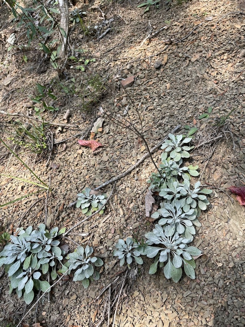 Shale Barren Ragwort photo 7