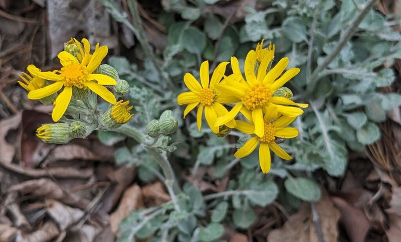 Shale Barren Ragwort photo 8